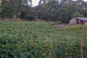 plantação de tomate
Reserva-Pr
Gilson Abreu/AEN