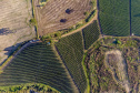 plantação de tomate
Reserva-Pr
Gilson Abreu/AEN