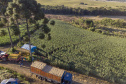 plantação de tomate
Reserva-Pr
Gilson Abreu/AEN
