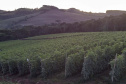 plantação de tomate
Reserva-Pr
Gilson Abreu/AEN