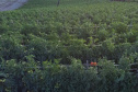 plantação de tomate
Reserva-Pr
Gilson Abreu/AEN