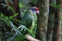 04/2019 - Foz do Iguaçu - Parque das Aves. Foto: José Fernando Ogura/AEN