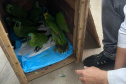 Papagaios vítimas de tempestade recebem alta e retornam à natureza
.Foto: SEDEST