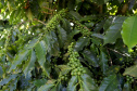 Projeto Mulheres do Café valoriza produtoras e garante fama internacional ao Norte Pioneiro. Foto: Ari Dias/AEN