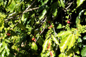 Projeto Mulheres do Café valoriza produtoras e garante fama internacional ao Norte Pioneiro. Foto: Ari Dias/AEN