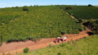 Projeto Mulheres do Café valoriza produtoras e garante fama internacional ao Norte Pioneiro. Foto: Ari Dias/AEN