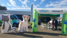 O Programa Permanente de Esterilização de Cães e Gatos (CastraPet), iniciativa da Secretaria de Estado do Desenvolvimento Sustentável e do Turismo (Sedest), estará em São José dos Pinhais (Região Metropolitana de Curitiba), entre 15 e 26 deste mês.  -  Curitiba, 14/06/2021  -  Foto: SEDEST