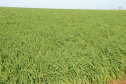 A aveia é uma alternativa para produtores que desejam ter pasto, feno ou cobertura para o solo durante o inverno. A cobertura vegetal produzida pela aveia também é fundamental para a manutenção do sistema de Plantio Direto.   Curitiba, 17/06/2021  -  Foto: IDR-PARANÁ