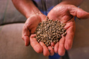 Produtores interessados em participar do concurso Café Qualidade Paraná podem inscrever seus lotes até o dia 4 de outubro, em qualquer unidade municipal do Instituto de Desenvolvimento Rural do Paraná – Iapar-Emater (IDR-Paraná). 
Foto: José Fernando Ogura/AEN