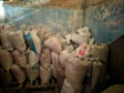 Forças de Segurança retomam ações conjuntas nos portos do Paraná - APREENSÕES - Foram fiscalizados cinco endereços no Bairro Guadalupe e, em um só local, encontradas cerca de 15 toneladas de produtos oriundos da vazada, acondicionados em um galpão. Os envolvidos foram encaminhados para a Delegacia.  -  Foto: Divulgação Portos do Paraná