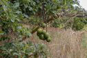 Abacate conquista o lugar do café no Vale do Ivaí e no Norte do Paraná. Foto Gilson Abreu/AEN