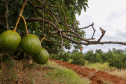 Abacate conquista o lugar do café no Vale do Ivaí e no Norte do Paraná. Foto Gilson Abreu/AEN
