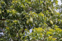 Abacate conquista o lugar do café no Vale do Ivaí e no Norte do Paraná. Foto Gilson Abreu/AEN