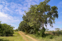 Abacate conquista o lugar do café no Vale do Ivaí e no Norte do Paraná. Foto Gilson Abreu/AEN