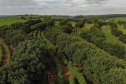 Abacate conquista o lugar do café no Vale do Ivaí e no Norte do Paraná. Foto Gilson Abreu/AEN