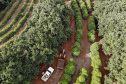 Abacate conquista o lugar do café no Vale do Ivaí e no Norte do Paraná. Foto Gilson Abreu/AEN