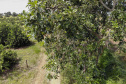 Abacate conquista o lugar do café no Vale do Ivaí e no Norte do Paraná. Foto Gilson Abreu/AEN