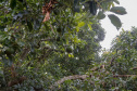Abacate conquista o lugar do café no Vale do Ivaí e no Norte do Paraná. Foto Gilson Abreu/AEN