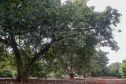 Abacate conquista o lugar do café no Vale do Ivaí e no Norte do Paraná. Foto Gilson Abreu/AEN