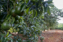 Abacate conquista o lugar do café no Vale do Ivaí e no Norte do Paraná. Foto Gilson Abreu/AEN