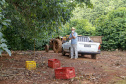 Abacate conquista o lugar do café no Vale do Ivaí e no Norte do Paraná. Foto Gilson Abreu/AEN
Foto Gilson Abreu/Aen