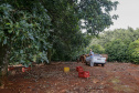 Abacate conquista o lugar do café no Vale do Ivaí e no Norte do Paraná. Foto Gilson Abreu/AEN