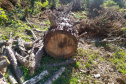 O Batalhão de Polícia Ambiental-Força Verde (BPAmb-FV) e o Instituto Água e Terra (IAT) divulgaram, nesta quarta-feira (22) o balanço final da Operação Esperança, planejada para flagrar crimes ambientais contra a flora