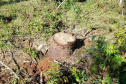 O Batalhão de Polícia Ambiental-Força Verde (BPAmb-FV) e o Instituto Água e Terra (IAT) divulgaram, nesta quarta-feira (22) o balanço final da Operação Esperança, planejada para flagrar crimes ambientais contra a flora