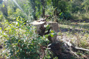O Batalhão de Polícia Ambiental-Força Verde (BPAmb-FV) e o Instituto Água e Terra (IAT) divulgaram, nesta quarta-feira (22) o balanço final da Operação Esperança, planejada para flagrar crimes ambientais contra a flora