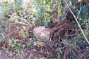 O Batalhão de Polícia Ambiental-Força Verde (BPAmb-FV) e o Instituto Água e Terra (IAT) divulgaram, nesta quarta-feira (22) o balanço final da Operação Esperança, planejada para flagrar crimes ambientais contra a flora