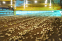 Granja de aves  -  Foto: José Fernando Ogura/AEN