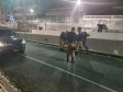 As equipes policiais militares da Capital e da Região Metropolitana reforçaram o policiamento ostensivo nesta quinta-feira (24/06) com a Operação Tático Móvel IV. O resultado foi de 480 pessoas abordadas, sendo do que 10 foram encaminhadas. Uma arma de fogo e porções de maconha, crack e cocaína foram apreendidas.  -  Curitiba, 24/06/2021  -  Foto: SESP-PR