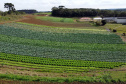 Hortaliças como brócolis e couve-flor mudam a paisagem de São José dos Pinhais  -  Curitiba, 24/06/2021  -  Foto: Ari Dias/AEN