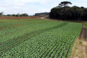 Hortaliças como brócolis e couve-flor mudam a paisagem de São José dos Pinhais  -  Curitiba, 24/06/2021  -  Foto: Ari Dias/AEN