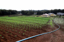 Hortaliças como brócolis e couve-flor mudam a paisagem de São José dos Pinhais  -  Curitiba, 24/06/2021  -  Foto: Ari Dias/AEN