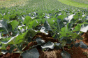 Hortaliças como brócolis e couve-flor mudam a paisagem de São José dos Pinhais  -  Curitiba, 24/06/2021  -  Foto: Ari Dias/AEN