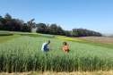 Pesquisa ajuda o Paraná a ser referência nacional no agronegócio
Foto: Professora Lutécia Beatriz dos Santos Canalli