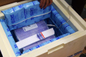 Chegada vacinas doses da Pfizer  Foto: Americo Antonio/SESA
