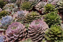 xCultivo de plantas ornamentais vira negócio e gera empregos. Foto: IDR-Paraná. Foto: IDR-Paraná