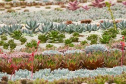 Cultivo de plantas ornamentais vira negócio e gera empregos. Foto: IDR-Paraná. Foto: IDR-Paraná