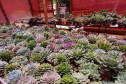 Cultivo de plantas ornamentais vira negócio e gera empregos. Foto: IDR-Paraná. Foto: IDR-Paraná