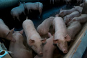 Puxado por Toledo, Paraná avança e mira novos mercados internacionais na carne suína
Foto: Ari Dias/AEN