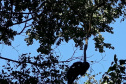 IAT resgata macaco-prego machucado em Paranavaí e alerta para o descarte de resíduos  Foto: IAT
