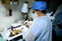 O Programa Permanente de Esterilização de Cães e Gatos ? Castrapet chega a Campo Mourão nesta terça-feira (03). Ao todo, 405 animais são aguardados no castramóvel do Governo do Paraná, entre cães e gatos.  O programa é permanente e a meta é atingir 100% do Estado. -  Curitiba, 02/08/2021  -  Foto: Alessandro Vieira/AEN