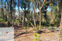 Força-tarefa no litoral identifica mais de 100 hectares de desmatamento ilegal  -  curitiba, 03/08/2021  -  Foto: IAT