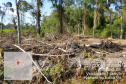 Força-tarefa no litoral identifica mais de 100 hectares de desmatamento ilegal  -  curitiba, 03/08/2021  -  Foto: IAT
