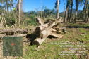 Força-tarefa no litoral identifica mais de 100 hectares de desmatamento ilegal  -  curitiba, 03/08/2021  -  Foto: IAT