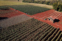 Pimenta doce gera receita e vira cartão de visita de Primeiro de Maio   Foto: José Fernando Ogura/AEN