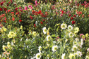 Floricultura é atividade significativa em 112 municípios paranaenses. Foto: Arquivo AEN