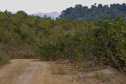 Com plantio que atravessa gerações, produção de poncã é a marca de Cerro Azul. 05/2021 - Foto: Gilson Abreu/AEN